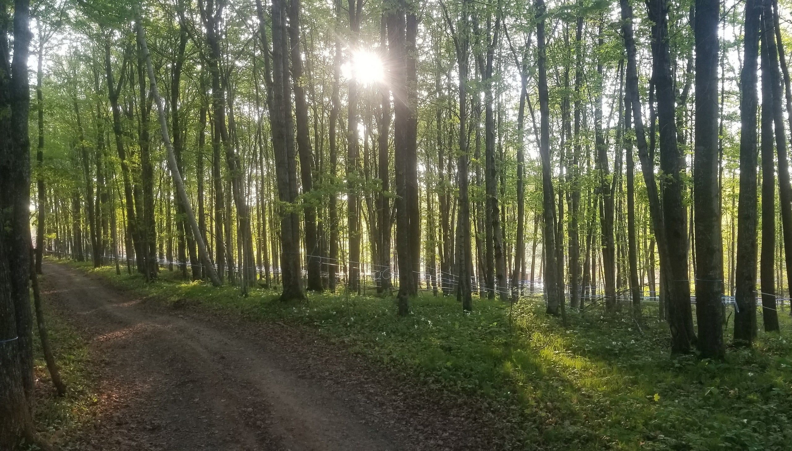 Good Maple — GoodMaple